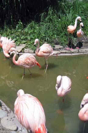 [2007zoo-1.jpg]