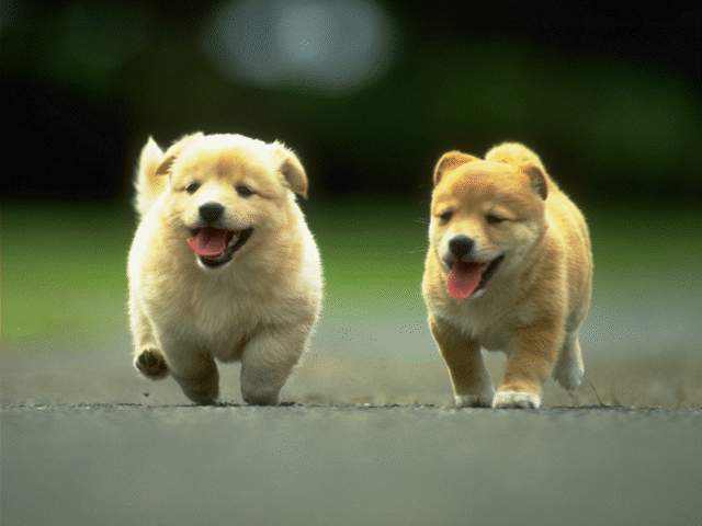 picks of puppies. very cute puppies pictures.
