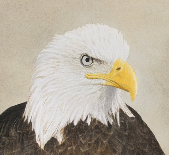 evolution of bald eagles The american bald eagle was adopted as the national bird symbol of the united states of america but farmers considered bald eagles vermin and shot them on sight. evolution of bald eagles The american bald eagle was adopted as the national bird symbol of the united states of america but farmers considered bald eagles vermin and shot them on sight.