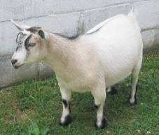 Caramel Pygmy Goat