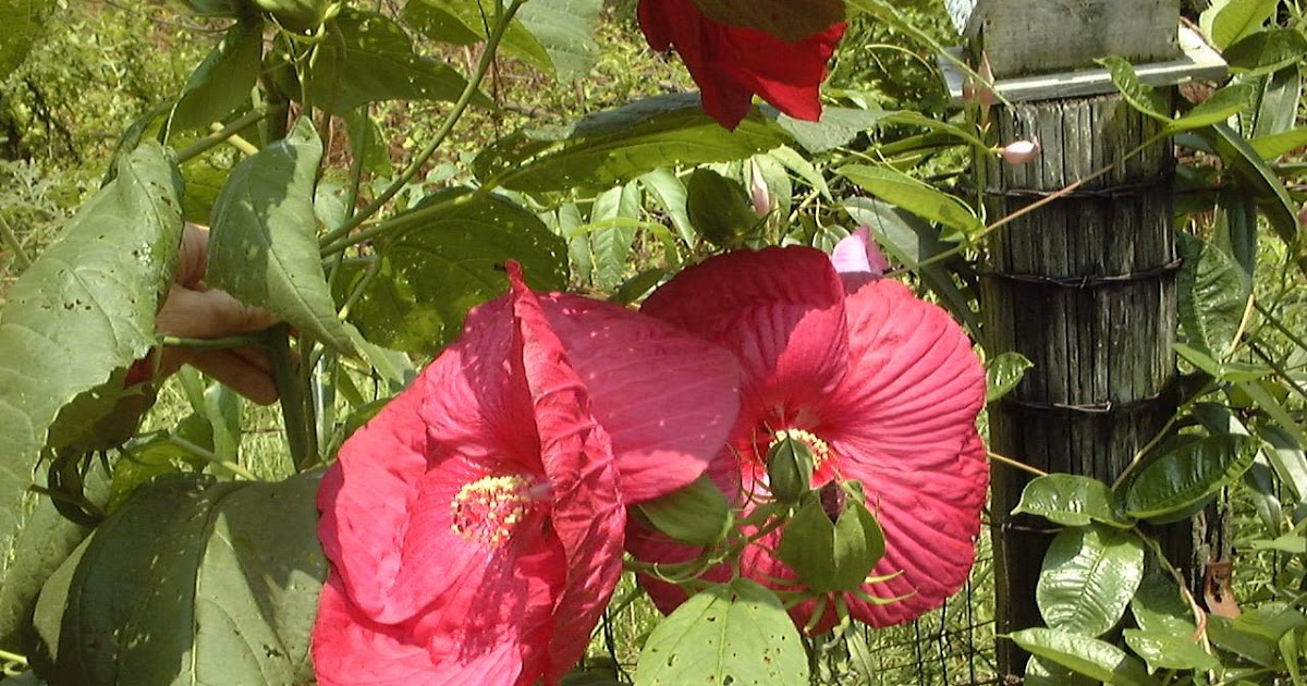 Plant Native Our Native Hibiscus is easier to grow than Tropical Hibiscus!