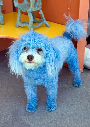 Dog craps on owner
