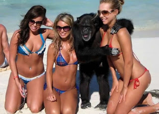 ze mayer macaco esperto
