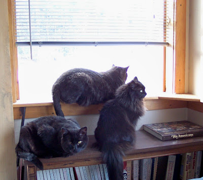 Bart, Raider and Lola
