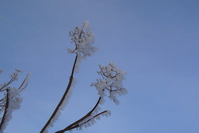 Frost crystals on the elder bush