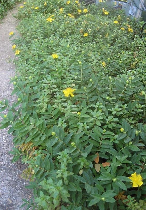 Ground Covering Weeds