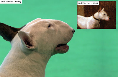 dogs pedigree exposed footage above still shot terrier bull