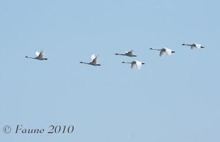 Swans Currituck Sound