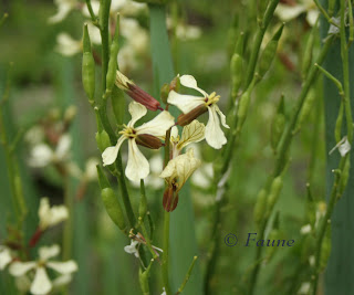 Arugula seed pods