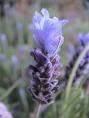 Alfazema = A flor de alfazema (lavanda) muito usada na perfumaria, representa a "Calma