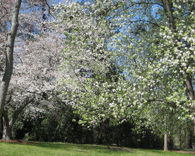 kwanzan cherry tree pictures. kwanzan cherry tree pictures. kwanzan cherry tree pictures.