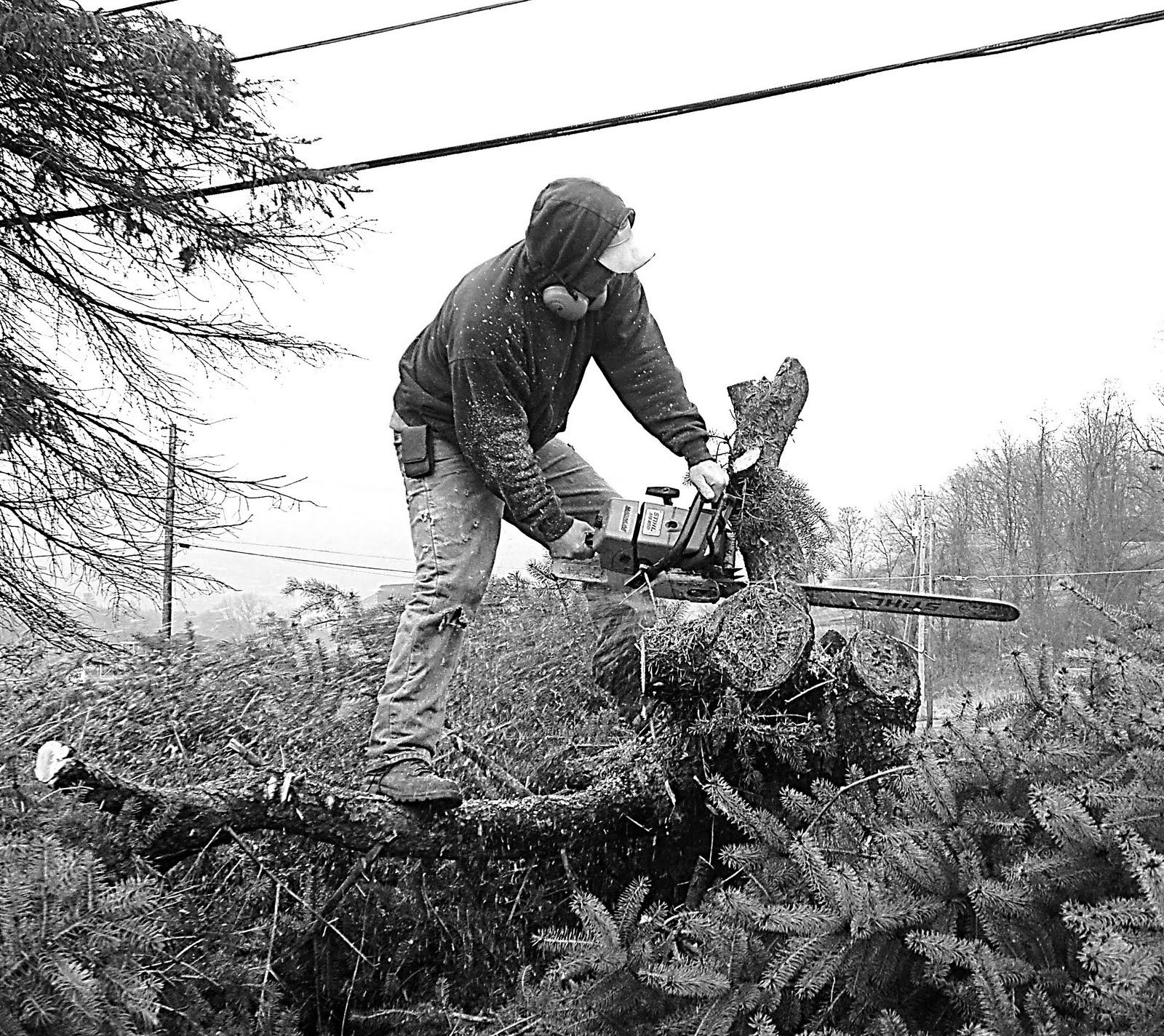 Views from the 3rd Floor The Tree Cutter