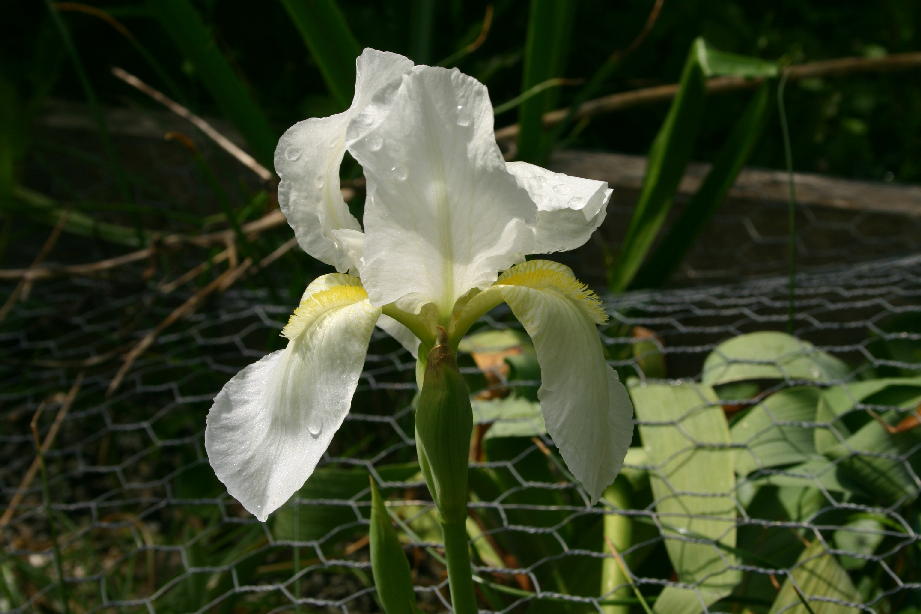 My Virtual Maryland Garden Iris ‘Albicans’