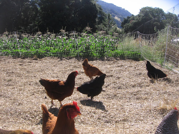 Chickens!  Volcan Mountain!  Three Sisters! - Summer 2010