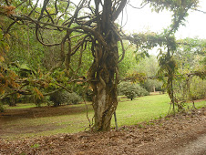 A tree at Avery Island that I can certainly relate to!