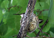 Hummingbird Nest