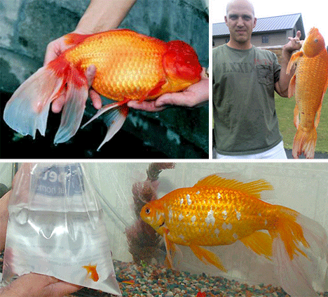 Biggest Goldfish