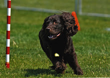 Trapper at the 2009 Alberta Regionals