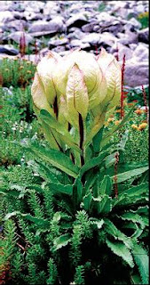 Flower in Uttarakhand