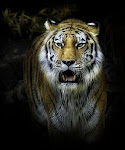 tigre