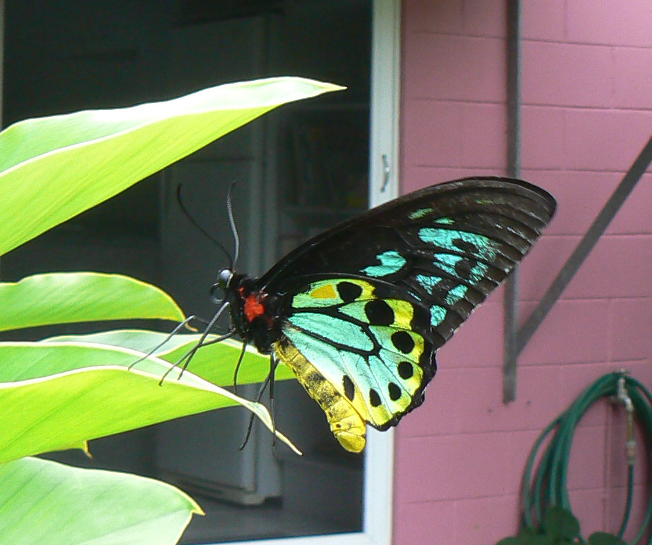 [Birdwing+Male2.jpg]