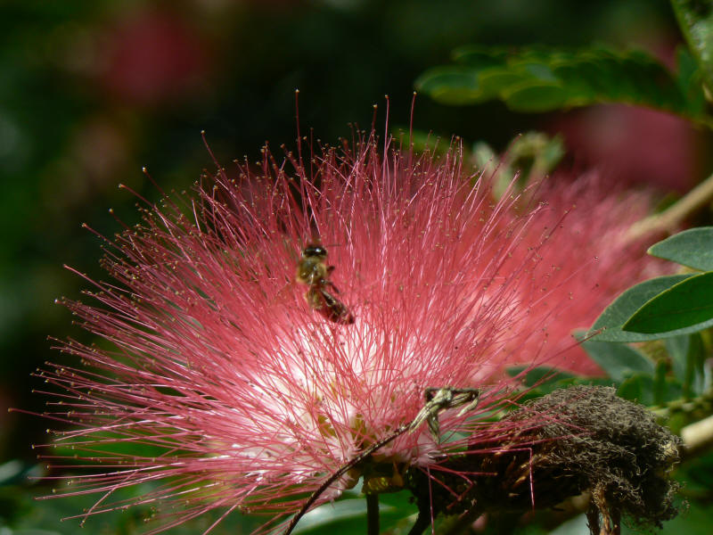 [Calliandra+with+Bee_1.jpg]