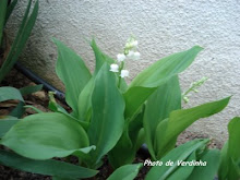 Lírio do Vale (Muguet) oferecido pela Verdinha