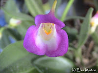 Masdevallia Uniflora