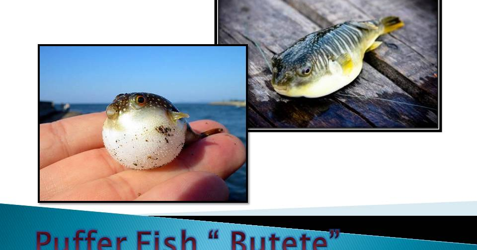 Binmaley Pangasinan Puffer Fish kills 2, downs 5 in Binmaley Pangasinan