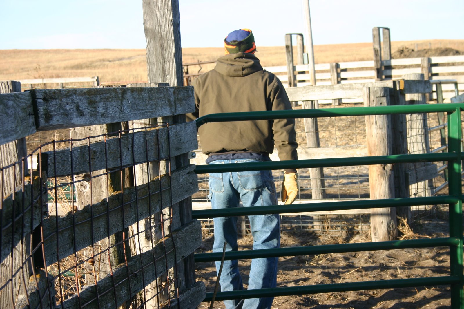 [2007+Cattle5.JPG]