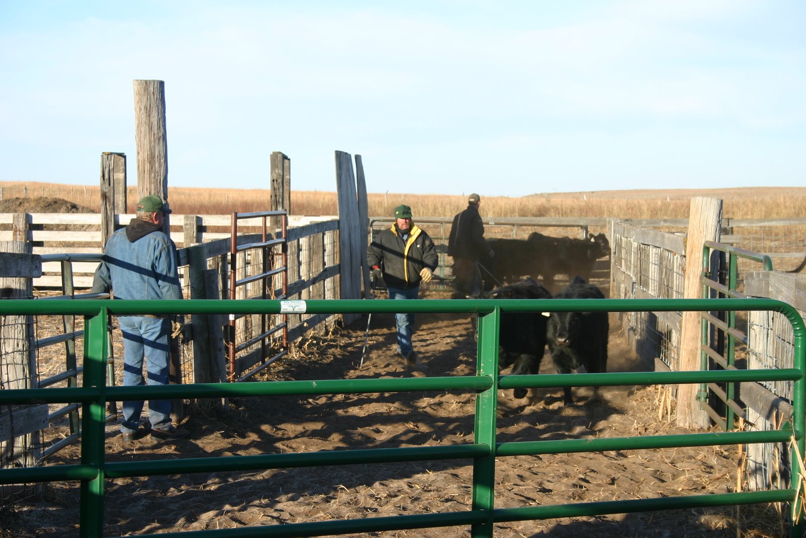 [2007+Cattle3.JPG]