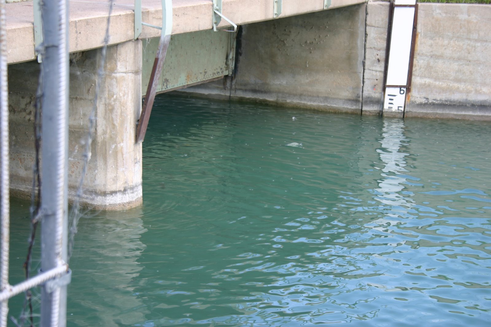 [School+of+fish.jpg.JPG]