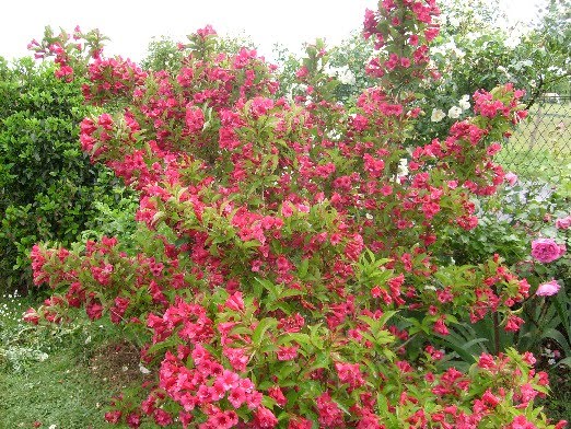 Catalogue Journees Des Plantes De Courson 2013 By Domaine De