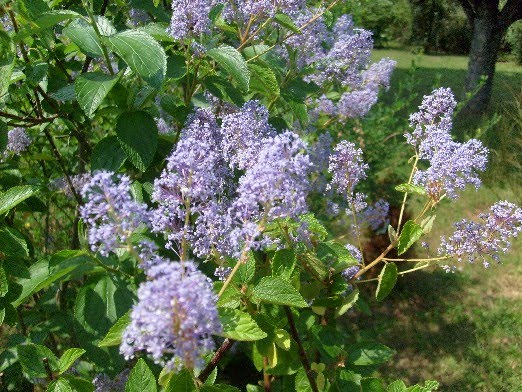 Ma Terre De Bruyere Que Reste T Il De Mes Floraisons