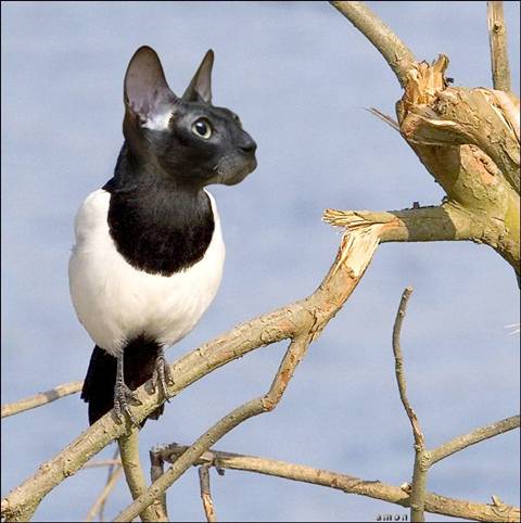 [Funimals-17-20091219.jpg]