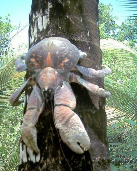 robber crab or palm thief,