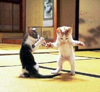 [fighting_cats.jpg]