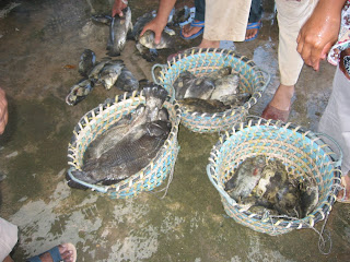 Siakap Batu