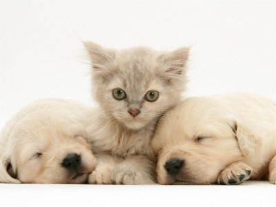 cute puppies and kittens