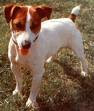 jack russel de face