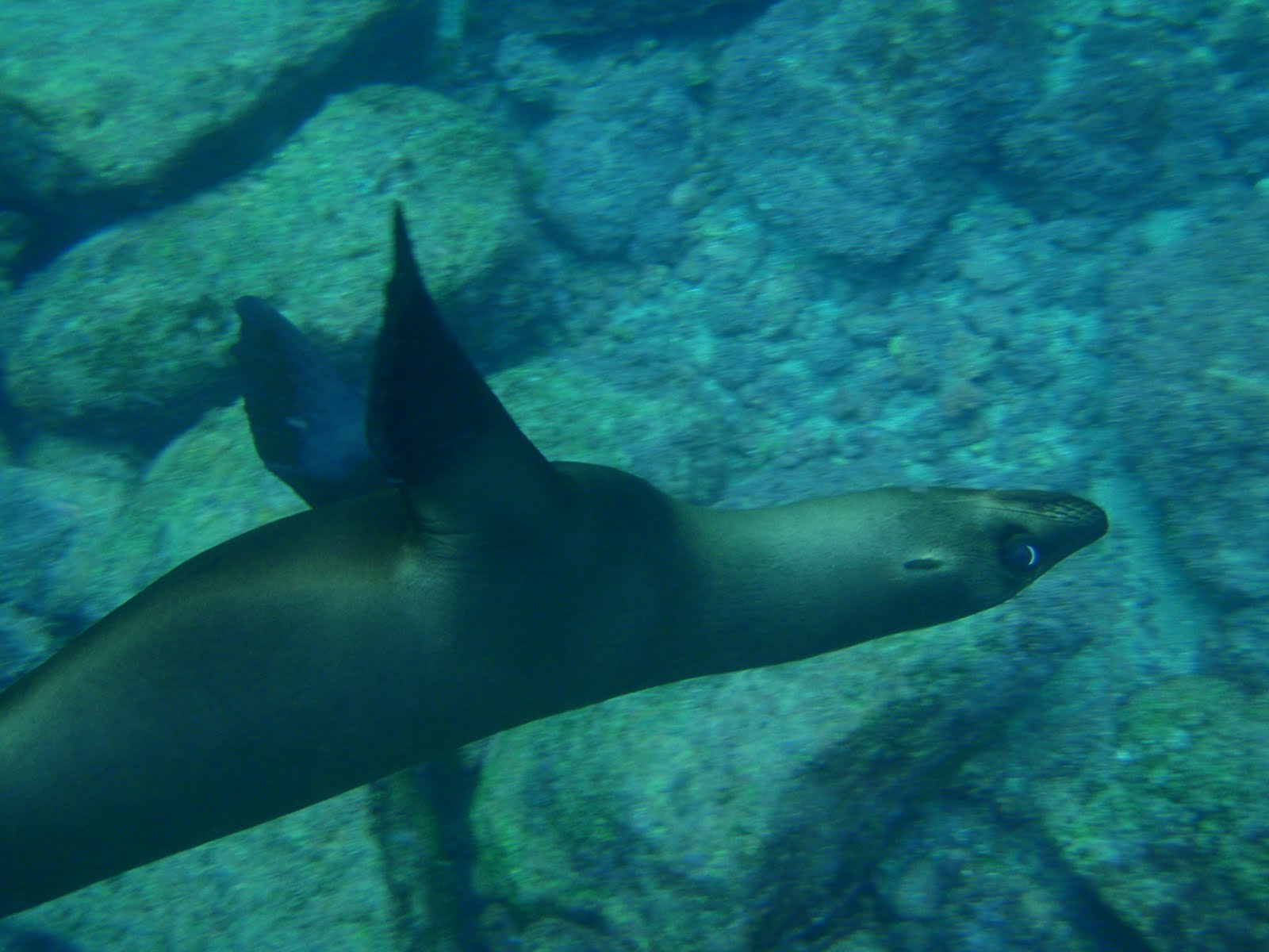 [underwater+camera+pictures+from+Galapagos+012.jpg]