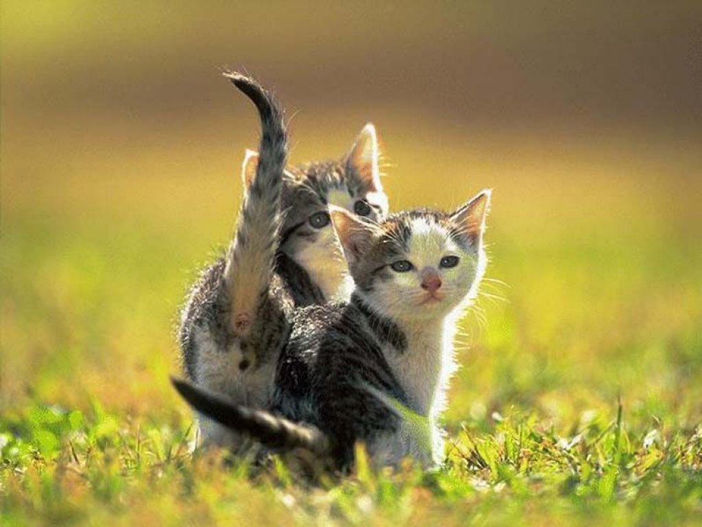 http://3.bp.blogspot.com/_34PE0ZEgM80/S8sWevi_R9I/AAAAAAAAHUs/dIfpAJGdCKI/s1600/animal%25252525252Bwallpaper%25252525252B(18).jpg