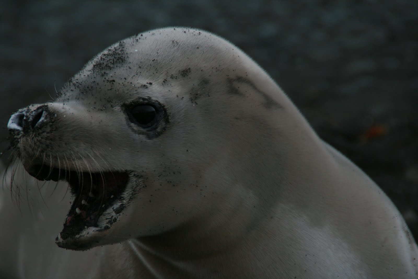 The Cape Crabeater Seals
