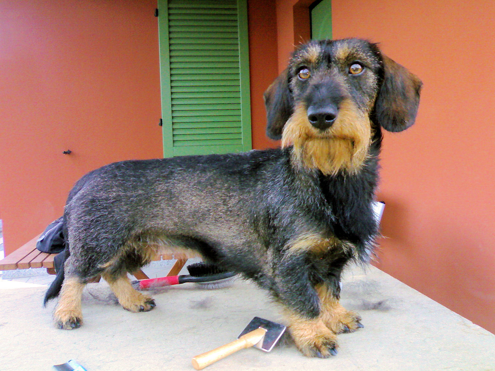 [senape_25maggio.jpg]