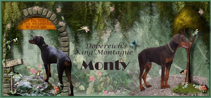 Dobereich's King Montague *Monty*