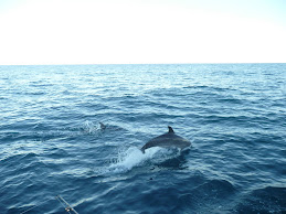 The Gulf of Mexico