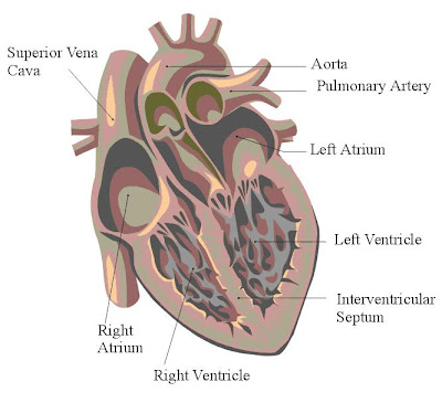 a Lebelled Diagram of the Heart : Anatomy and physiology Heart - Cancer