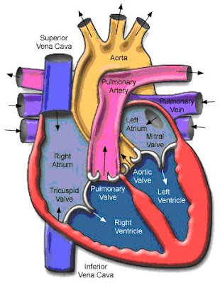 Human Heart Diagram Labeled. Human Heart Diagram For Kids.