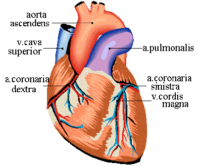 heart diagram with labels. human heart diagram without