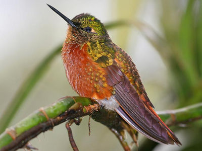 [400px-Colibri_en_machu_picchu_ecologia.jpg]